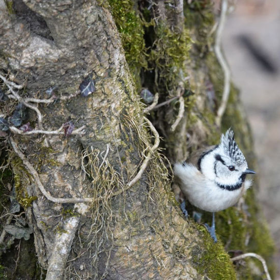 Picture of Führung Vogelexkursion