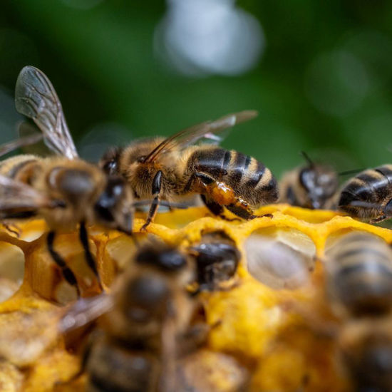 Bild von Imkern - Bienen und Insekten