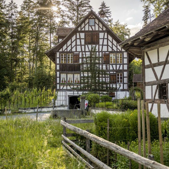 Picture of Veredeln von Obstbäumen