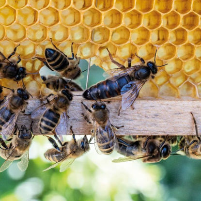 Bild von Imkern - Bienen und Insekten