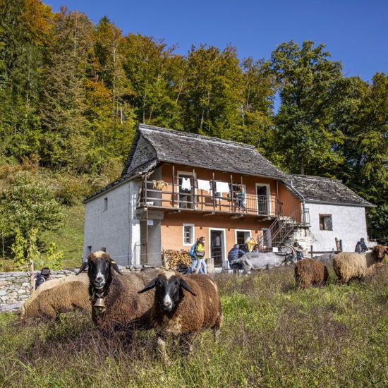 Picture of Führung Pauschal