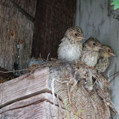 Immagine di Führung Vogelexkursion