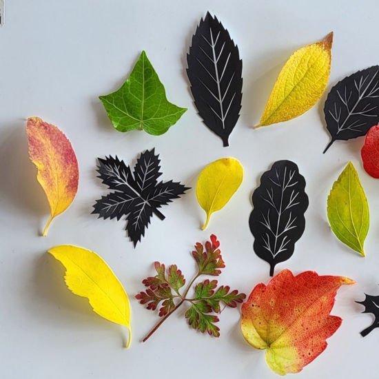 Bild von Scherenschnitt - Schnupperkurs