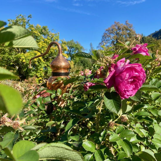 Picture of Destillieren von Pflanzenwasser